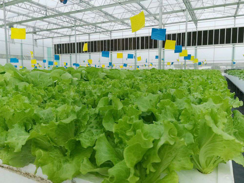 Aglare Lighting visited the plant farm in 2019