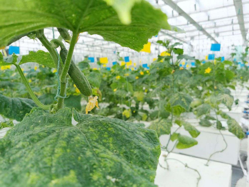 Aglare Lighting visited the plant farm in 2019